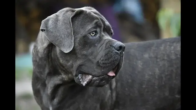 'Video thumbnail for A Mastiff Size Guide - How Big is an English Mastiff?'