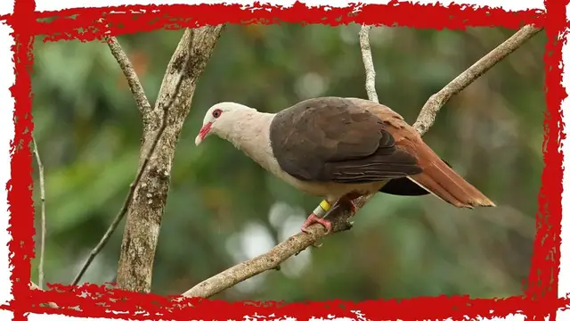 'Video thumbnail for Pink Pigeon (Nesoenas mayeri) Call| Pink Pigeon Sound | Pink Pigeon Video | Pink Pigeon Song'