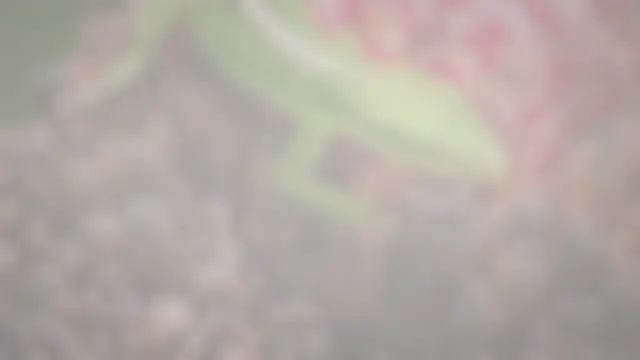 'Video thumbnail for How To Get Rid Of Lizards Without Killing Them'