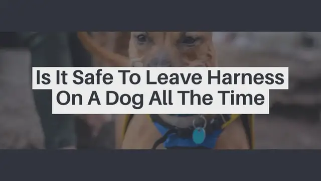 'Video thumbnail for Is It Safe To Leave Harness On A Dog All The Time'