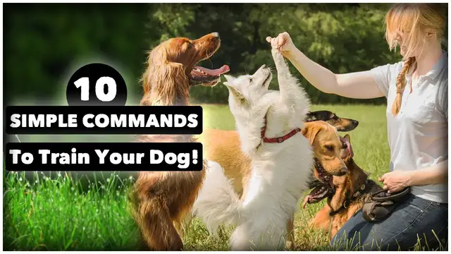 'Video thumbnail for The Basic Commands Every Dog Needs To Know | Pets Guide'