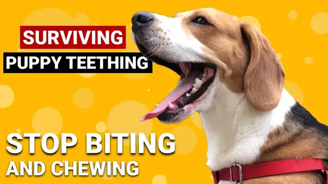 'Video thumbnail for 5 Ways to Help your Teething Beagle Puppy'