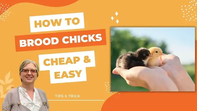 'Video thumbnail for DIY Chick Brooder Cheap and Easy'