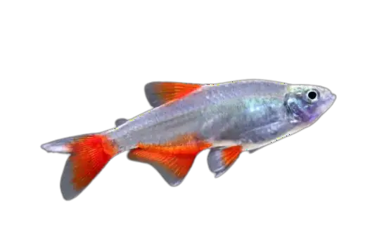 'Video thumbnail for Some Beautiful Tetra Fish Species'