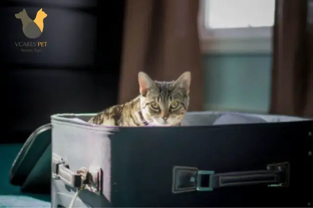 'Video thumbnail for How to Move Cats Without Stress?'