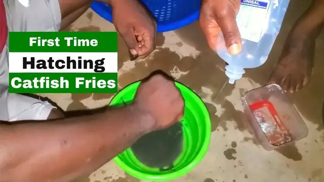 'Video thumbnail for First Time Hatching Catfish Fries On A 20,000 Capacity RAS Farm'