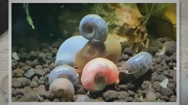 'Video thumbnail for Do Ramshorn Snails Eat Algae?'