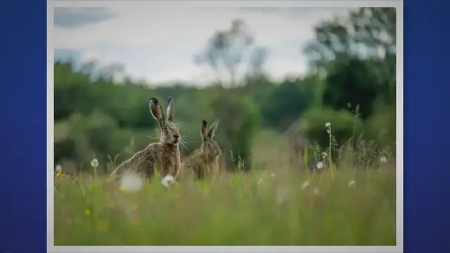 'Video thumbnail for Exploring the Fascinating Habitat and Behavior of Wild Rabbits'