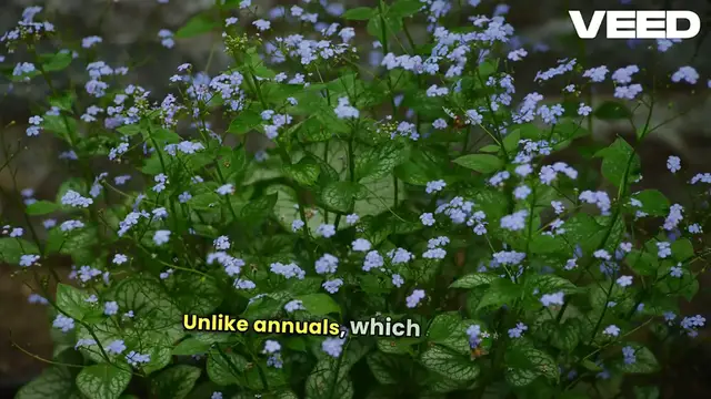 'Video thumbnail for Perennial Plants My  Garden Heroes'