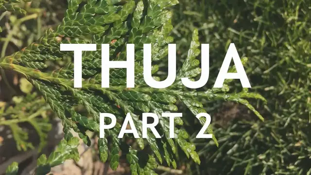 'Video thumbnail for Thuja Bonsai, 2'