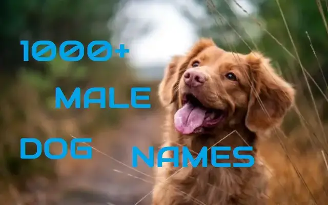'Video thumbnail for Male Dog Names: Top 1000 Dog Name Ideas (UPDATED 2023)'