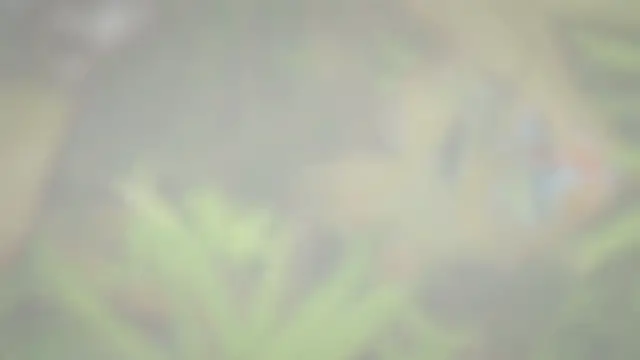 'Video thumbnail for How to Choose Your Aquarium Plants'