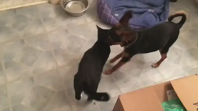'Video thumbnail for Gatito y Perrito se consuelan al ser abandonado en un campo por sus antiguos dueños'