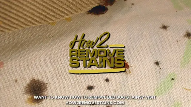 'Video thumbnail for Do bed bugs leave blood stains on walls'
