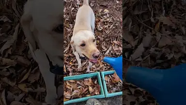 'Video thumbnail for Bad Dog! Give it Back!'