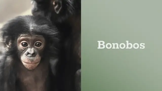 'Video thumbnail for Amazing_Animals_That_Can_Recognize_Themselves_In_the_Mirror'