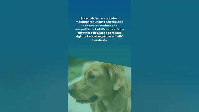 'Video thumbnail for When Does English Setters Get Their Spots'