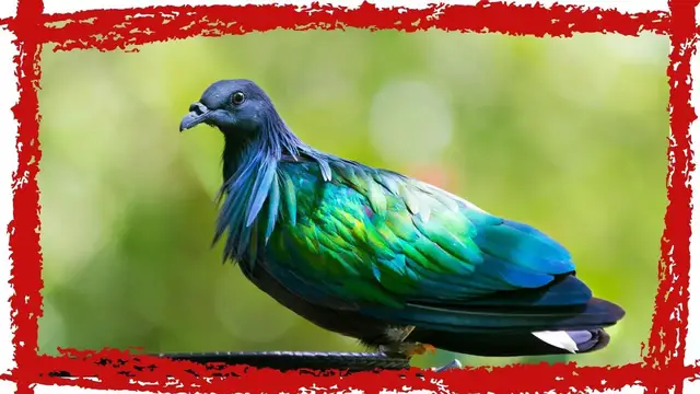 'Video thumbnail for Nicobar Pigeon (Caloenas nicobarica) Call | Nicobar Pigeon Sound & Song | Nicobar Pigeon Video'