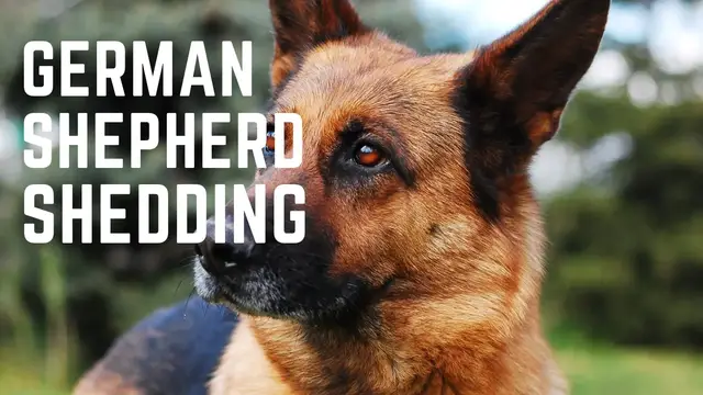 'Video thumbnail for german shepherd shedding'