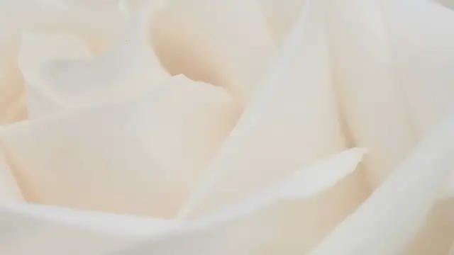 'Video thumbnail for Exploring 25 Types of Tiny White Flowers: A Floral Journey'