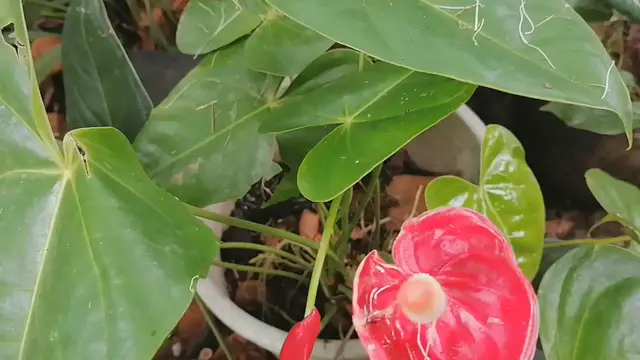 'Video thumbnail for Red Anthurium Flower '