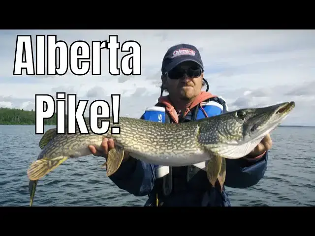 'Video thumbnail for Crazy Pike and Walleye Action in Alberta |  Fish'n Canada'