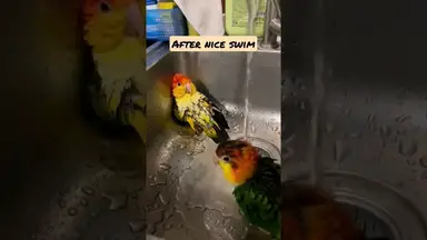 'Video thumbnail for Caique parrot enjoys swimming'