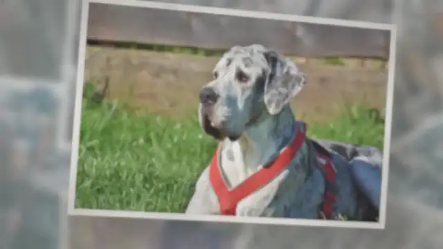 'Video thumbnail for Why Is My Great Dane Drooling So Much?'