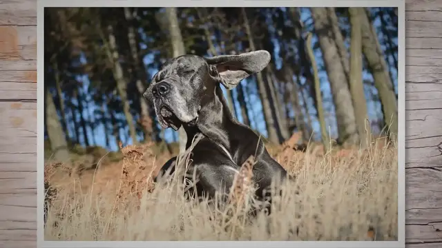 'Video thumbnail for Great Dane Peeing Blood: What Does It Mean?'