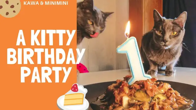 'Video thumbnail for A Rescued Kitty 1st Birthday!'
