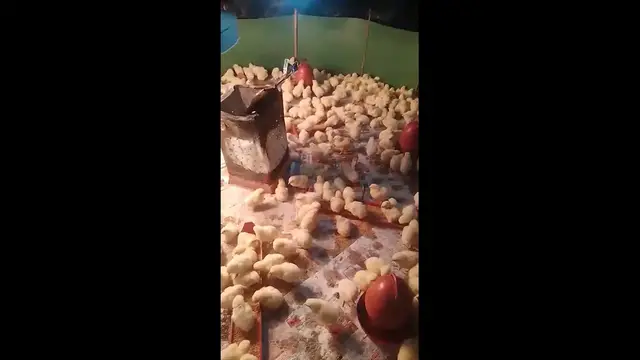 'Video thumbnail for Broiler chicks brooding management'