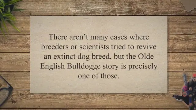'Video thumbnail for Olde English Bulldogge: Recreation Of The Extinct Breed'