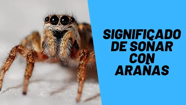 'Video thumbnail for Significado de Soñar con Arañas'