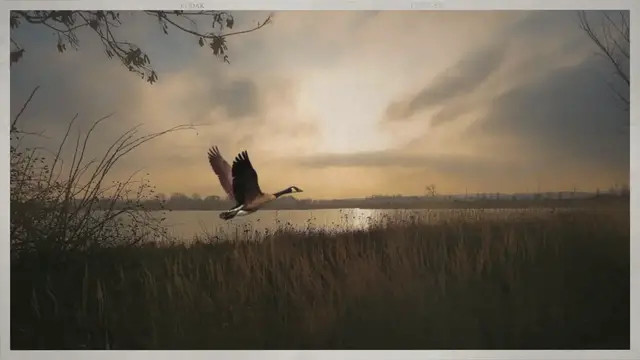 'Video thumbnail for Where Do Geese Live?'