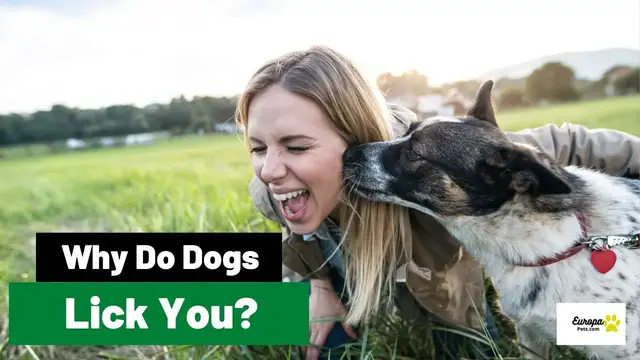 'Video thumbnail for Why do dogs lick you?'