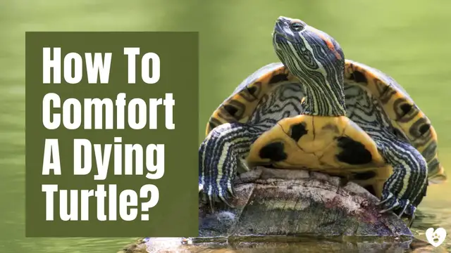 'Video thumbnail for How To Comfort A Dying Turtle? '
