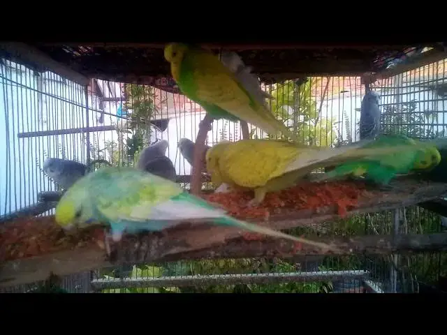 'Video thumbnail for Why Music Makes Budgies Feel Better 🎶🐦'
