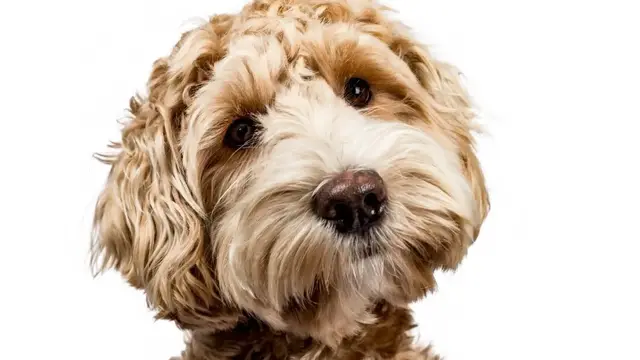 'Video thumbnail for The Dark Truth Behind Labradoodles'