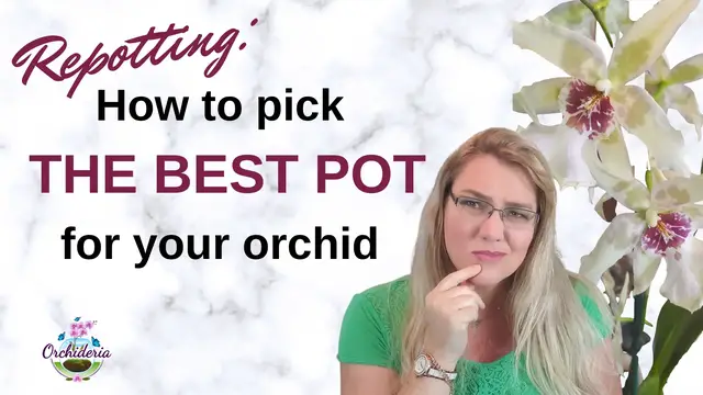 'Video thumbnail for The Best Pot For Your Orchid'