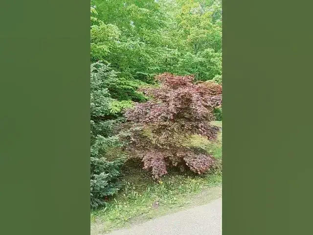 'Video thumbnail for Tree Planting Mistake'