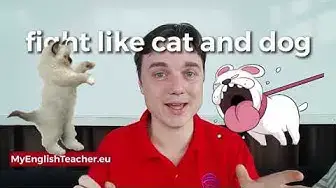 'Video thumbnail for what does fight like cats and dogs mean'