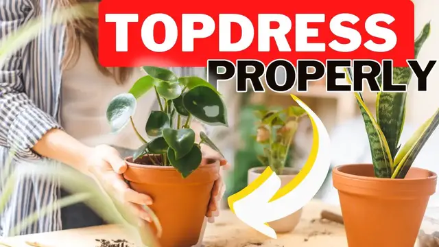 'Video thumbnail for Fixing Compacted Potting Soil Without Repotting. How To Top Dress A Houseplant.'