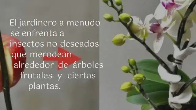 'Video thumbnail for Verter vinagre en tus plantas es la solución al mayor problema del jardín:'