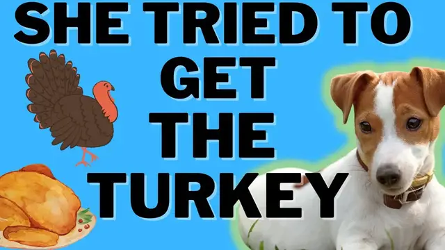 'Video thumbnail for Luna The Jack Russell Terrier Attempts To Eat The Thanksgiving Turkey (And Has A Lot To Say)!'