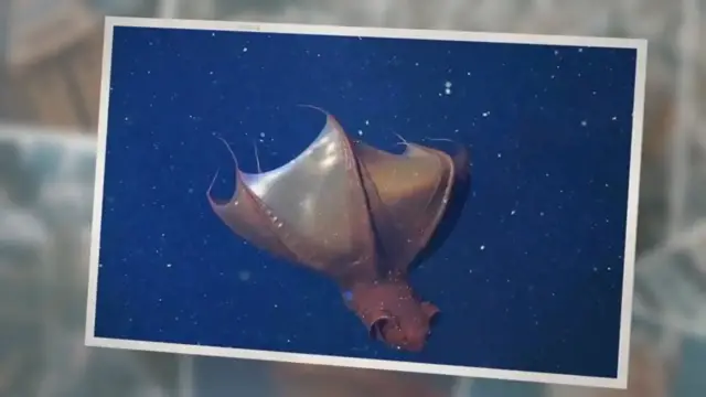 'Video thumbnail for What Do Vampire Squid Eat?'