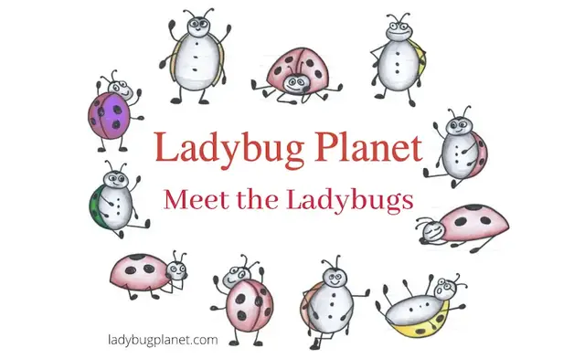 'Video thumbnail for Ladybugs'