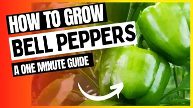 'Video thumbnail for 1 Minute Bell Pepper Growing Guide | How To Grow Bell Peppers #shorts'