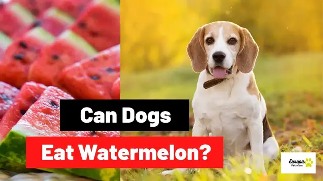 'Video thumbnail for Can Dogs Eat Watermelon? | Dog Food Tips'