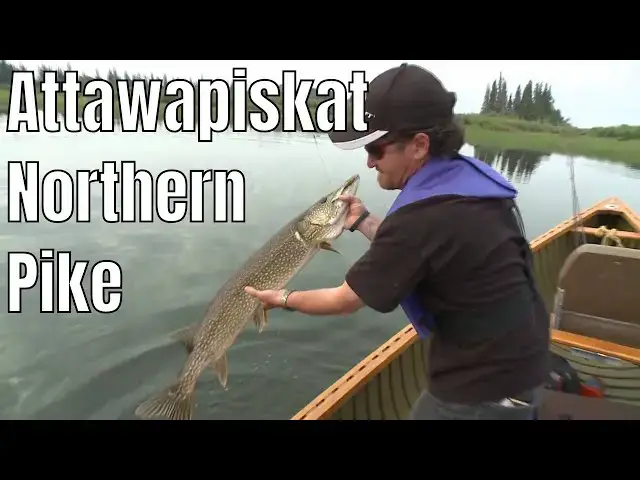 'Video thumbnail for Catching Big Northern Pike On The Attawapiskat River | Fish'n Canada'