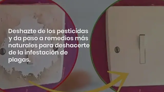 'Video thumbnail for Trampa para hormigas: cómo eliminarlas para siempre sin utilizar pesticidas:'